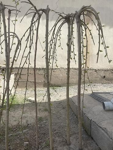 ветка измельчитель: Самовывоз — 1