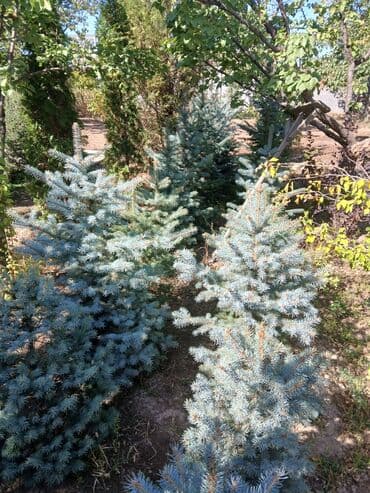 облепиха саженцы: Саженцы деревьев: Ели, Самовывоз — 2