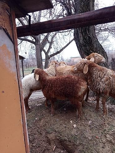 бараний жир: Продаю | Овца (самка), Баран (самец) | Полукровка | Для разведения | Осеменитель — 4