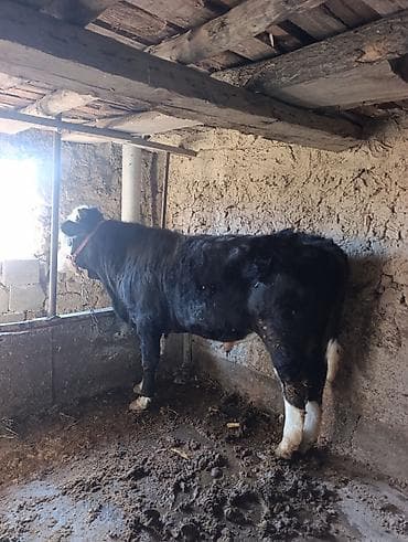 лошадь кок бору: Продаю | Бык (самец) | На откорм | Привязанные — 1