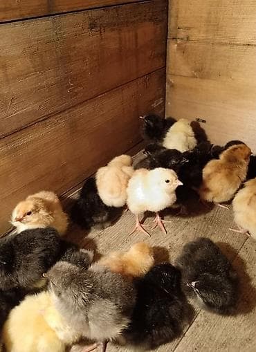 мал караганы: Продаю | Цыплята | Несушки — 1