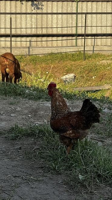 аары ящик алам: Сатам | Короздор | Үй | Көбөйтүү үчүн — 3