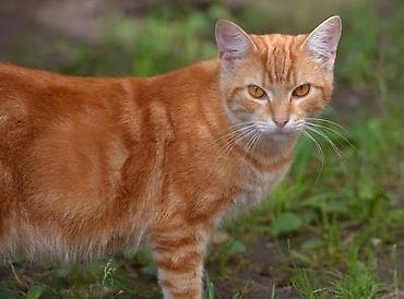 Гостиница для кошек. Сутки 400 сом. Уход, безопасность, ваши кошки — 1