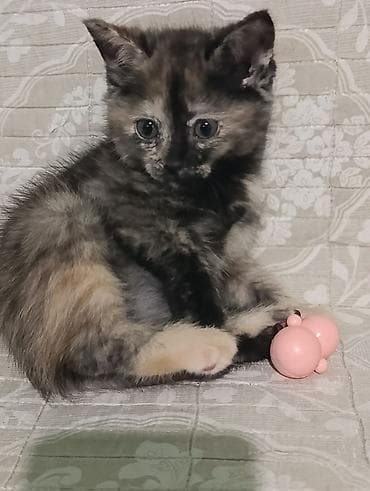 кото: Кошка даром: Британская короткошёрстная, 2 месяца, Девочка, Метис, Приучена к лотку, Проглистована — 1