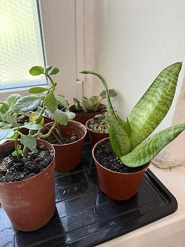 хлорофитума: Хлорофитум (Chlorophytum comosum) в горшке. - Сорта с зелёными — 7