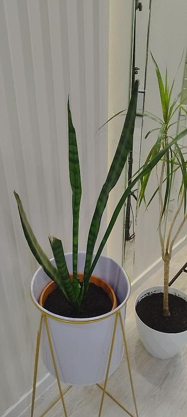 Драцены и Сансевиерии: Сансевиерия (Sansevieria, «щучий хвост»), комнатное растение в горшке — 1