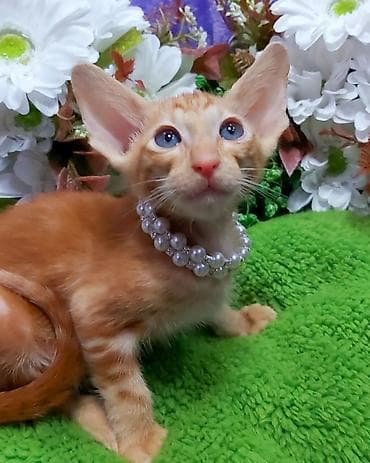 Мышыктар сатылат: ЭКСКЛЮЗИВНЫЕ КРАСНЫЕ ОРИЕНТАЛЬНЫЕ КОТЯТА. Кому супер сладких — 3