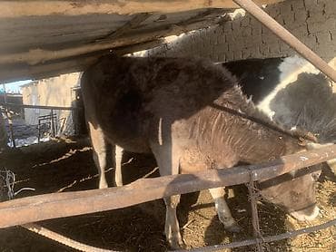 Продаю | Корова (самка) | Швицкая | Для молока