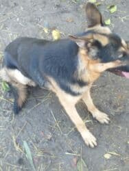 фонд помощи животным: Даром щенки 5 штук папа овчарка мама дворовая очень хорошо ловит — 13