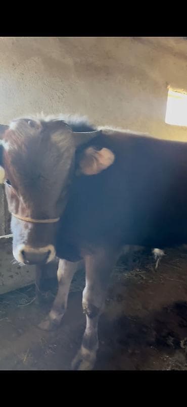 собаки токмок: Сатам | Бука (эркек) | Бордоп семиртүү үчүн — 4