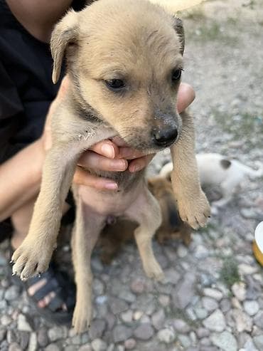 cane corso: Дворняжка, 1 месяц, Самец, С прививкой — 1