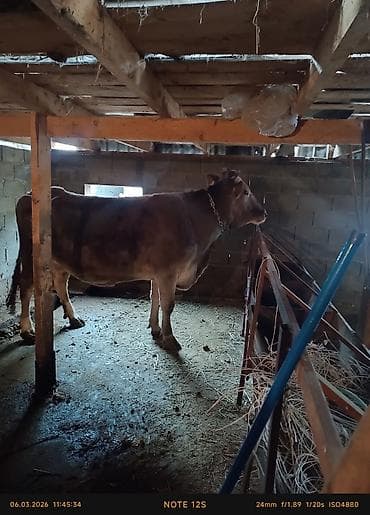 Лошади, кони: Продаю | Корова (самка) | Для молока | Привязанные — 2