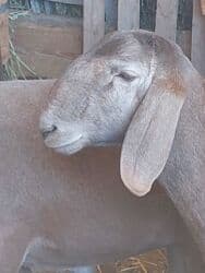 дом для животных: Кочкоры Арашаны линия Широкого разрез хвоста есть 5 месец по матери — 10