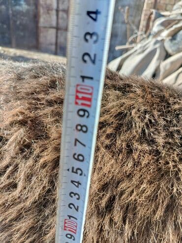 коровы молочные: Мини-ослик (карликовый), ручной. Характеристики: - Окрас — 5