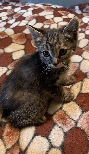 Котята, короткошёрстные и полудлинношёрстные, окрасы: тигровый/серый