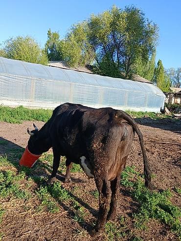 бишкек ит базар: Сатам | Уй (ургаачы) | Алатоолук | Сүт алуу үчүн — 5