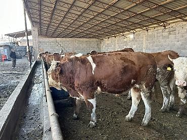 рабочая собака: Продаю | Бык (самец) | Симментальская, Монбельярд | Для разведения | Племенные — 4