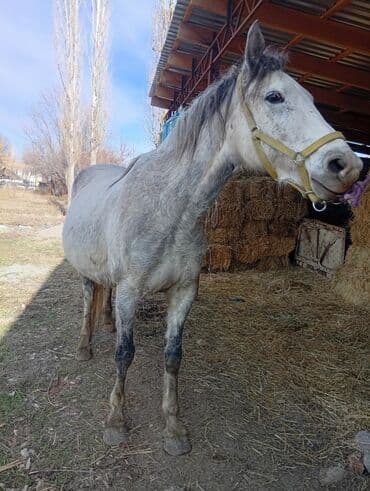 Бее сатылат 3 жаш Боюу 155 басы 140 сурап жатам