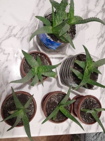 алоэ вера форевер: Алоэ - вера. Алоэ вера обладает бактерицидными — 4