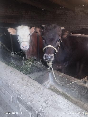 Аквариумдар: Сатам | Кунаажын | Симментал | Бордоп семиртүү үчүн | Байланган — 3