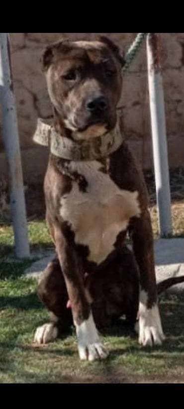 немецкий овчарка: Вязка: Питбуль, Самец, 1 год — 2