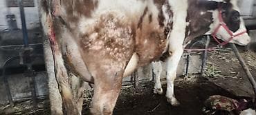 Ветеринар кызматы: Сатам | Уй (ургаачы) | Көбөйтүү үчүн, Сүт алуу үчүн — 3