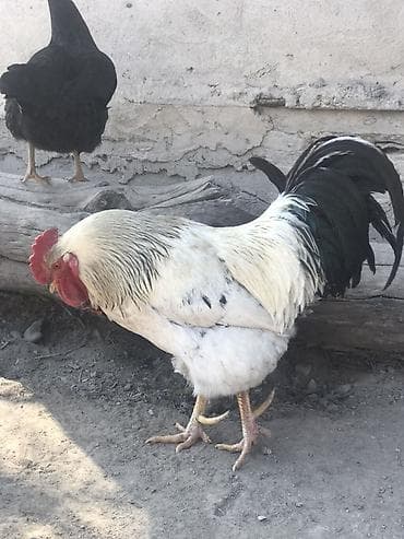 цыплята индюшата: Продаю | Петух | Для разведения — 2