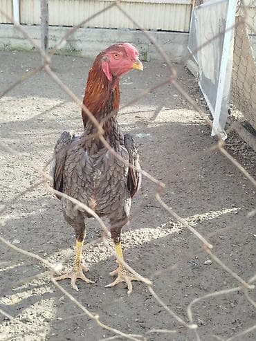 принимаю ящик: Продаю | Куры — 1