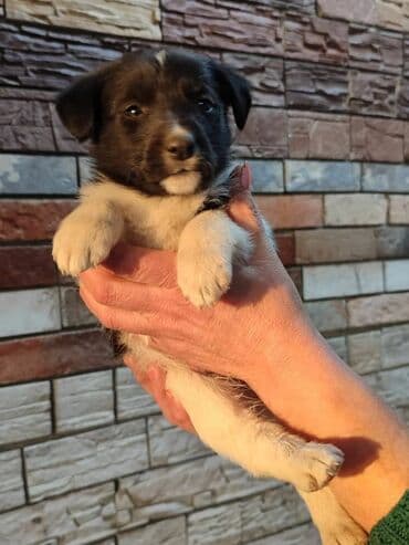 Срочно ищем дом щенкам. 4 мальчика и́ 2 девочки. привезём сами at lalafo.kg Срочно ищем дом щенкам. 4 мальчика и́ 2 девочки. привезём сами