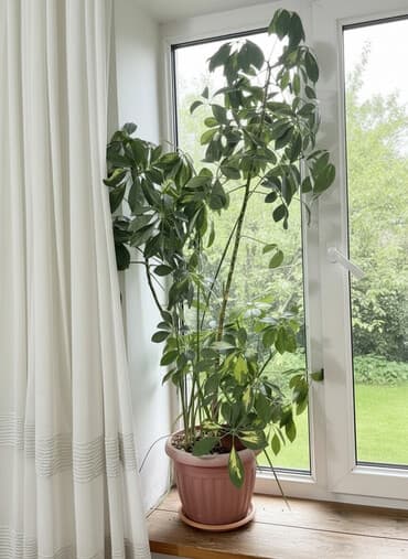 лопата совковая: Комнатные декоративные растения в горшках: 1) Шефлера (Schefflera) — — 1