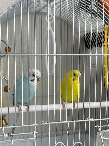 утки с утятами: Продаю попугая — 1