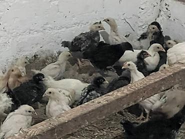 кукуруза алам: Продаю | Цыплята | На забой — 10