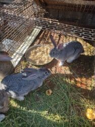 продам козу дойную: Продаю | Крольчата | Для разведения | Племенные — 3