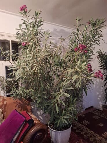 посуда фарфор: Офис жана холго — 1