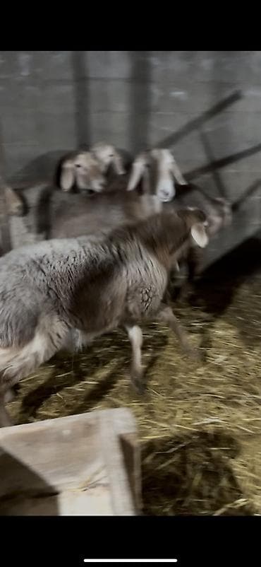 бараны котные: Продаю | Баран (самец) | Арашан | Для разведения | Осеменитель — 2