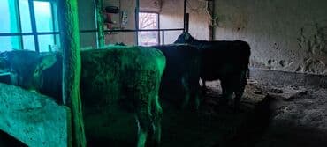 Кошки: Продаю | Корова (самка) | Для молока | Привязанные — 9