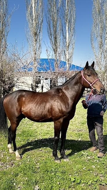 Индюки: Продаю | Жеребец | Английская — 1