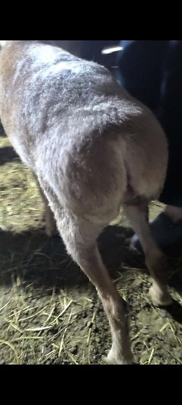 собака корги купить: Продаю | Овца (самка) | Для разведения | Племенные — 3