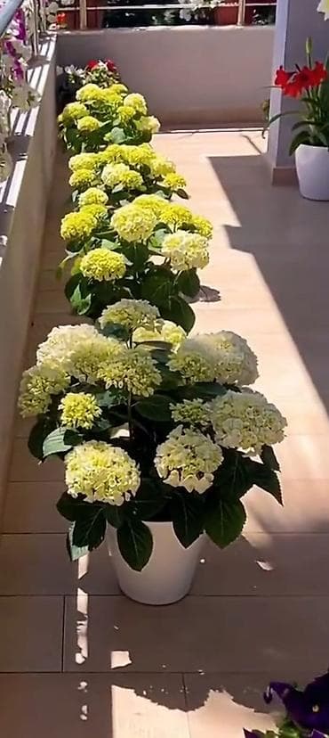 Гортензии: Гортензия комнатная/контейнерная (Hydrangea macrophylla) - Крупные — 2