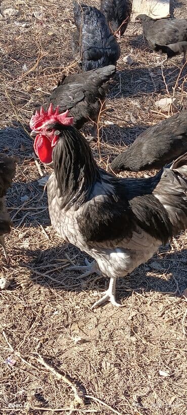 Рыбы: Продаю | Куры — 1