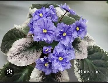 чоп орчу: Продаю детки сортовых фиалок,около 200 сортов🌺🌿🌺. Цены 80-130сом. Есть — 5