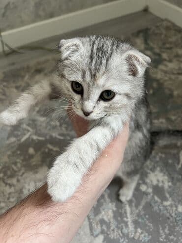 шотландская котята: Британская короткошёрстная, 2 месяца, Девочка, Серебристая шиншилла, Приучена к лотку — 10