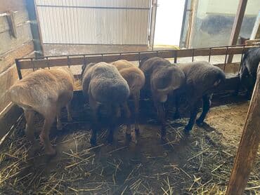 Кошки: Продаю | Ягненок | Гиссарская | На забой — 3