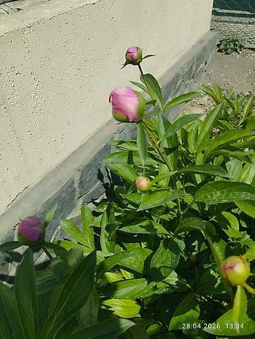 Пион травянистый, сорт с розовыми бутонами - Куст мощный