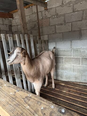 дойный коза: Сатам | Улак | Көбөйтүү үчүн | Асыл тукумдуу — 2