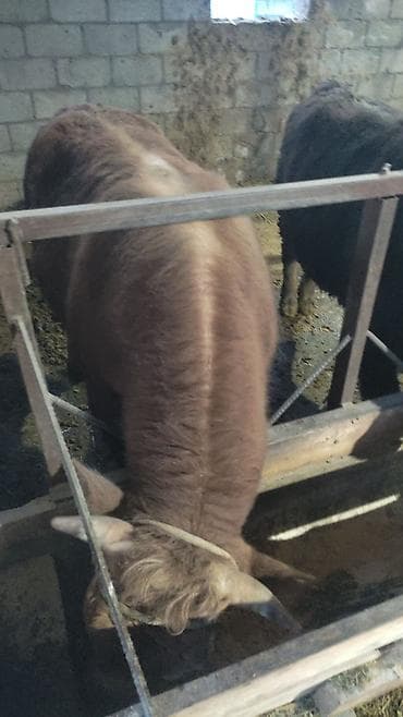 Продаю | Бык (самец) | На откорм | Привязанные