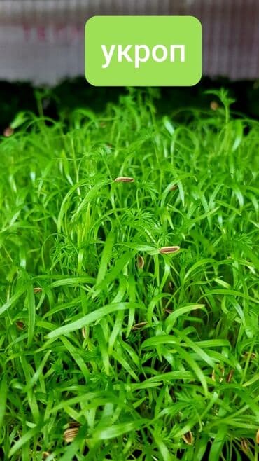 превосходный сорт яблок: Продается вкусная красивая и очень полезная микрозелень в большом — 15