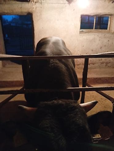 куры бойцовские: Продаю | Бык (самец) | На откорм | Племенные — 6