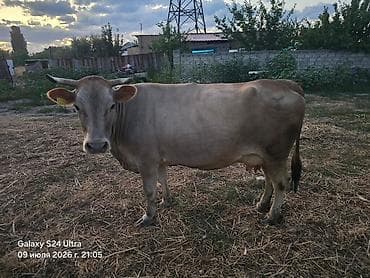 Продаю | Корова (самка) | Для молока