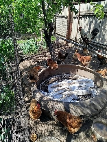 Продаю | Куры | Домашняя | Для разведения